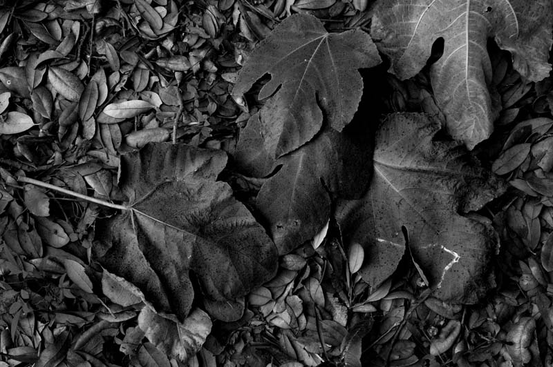 Snail track in fallen leaves