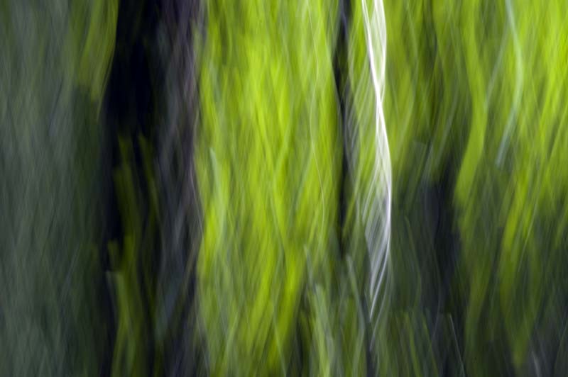 Helices of sapling in sunlight, Rio Hondo valley